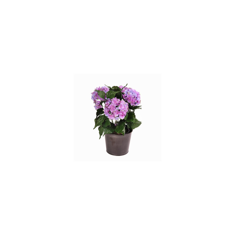Hortensia bleu en pot métal Haut 50 cm