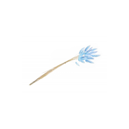 Bouquet de 25 tiges Lagurus bleu - Haut. 50cm