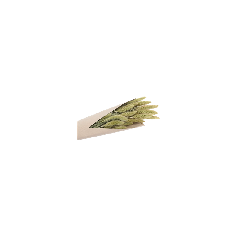 Bouquet de setaria naturel vert 100g - Haut. 74cm