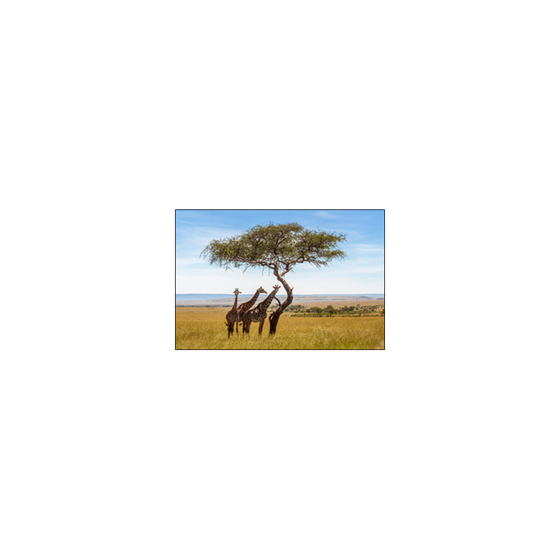 Visuel imprimé Afrique du Sud Girafes - 30 x 30 cm sur bristol 350 gr