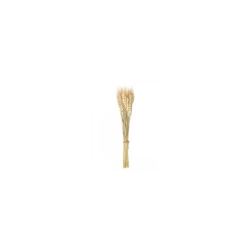 Bouquet de 24 épis de blé - Haut. 35cm