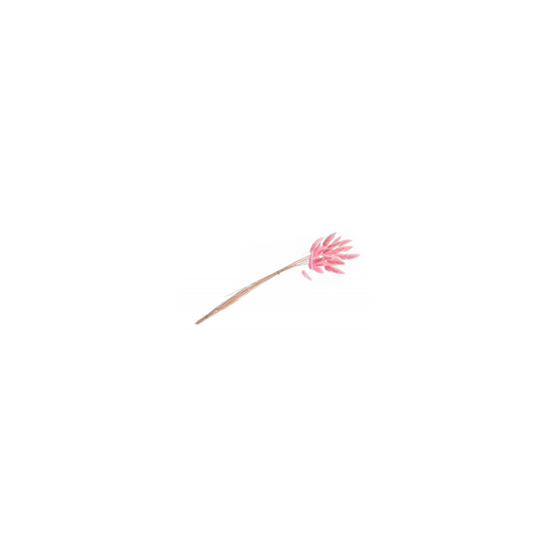 Bouquet de 25 tiges Lagurus rose - Haut. 50cm