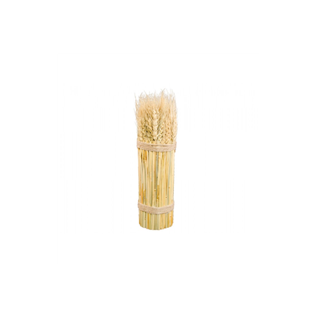 Botte d'épis de blé naturel / 8 x 28 cm
