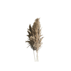 Bouquet de 5 tiges d'herbes de pampa d'eau - Haut. 70cm