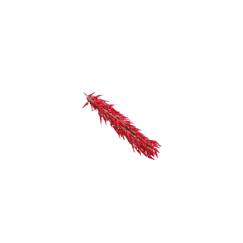 Piment - tresse x 10 - polystyrène/corde - Long. 70cm