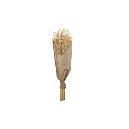 Bouquet d'épis d'avoine naturel hauteur 70 cm (100 gr)