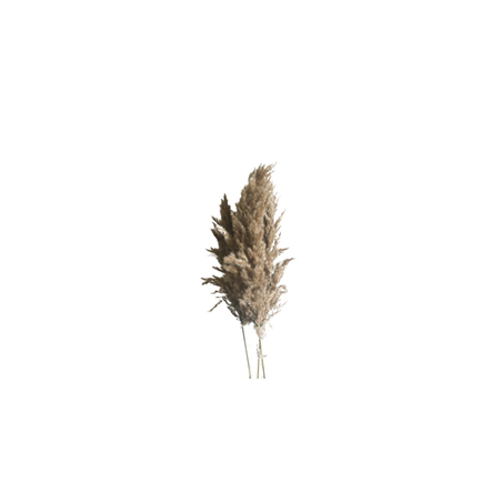 Bouquet de 5 tiges d'herbes de pampa d'eau - Haut. 70cm