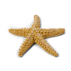 Étoile de mer en résine beige 6,5cm