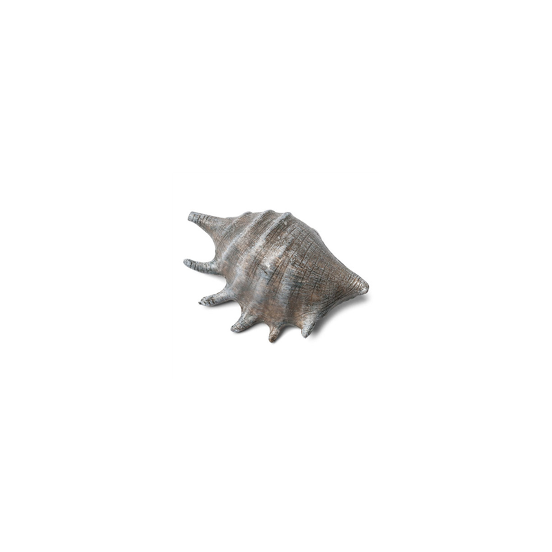 Coquillage gris naturel 12 x 8cm