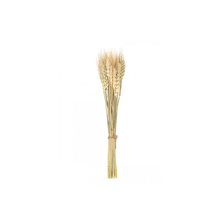 Bouquet de 24 épis de blé - Haut. 35cm