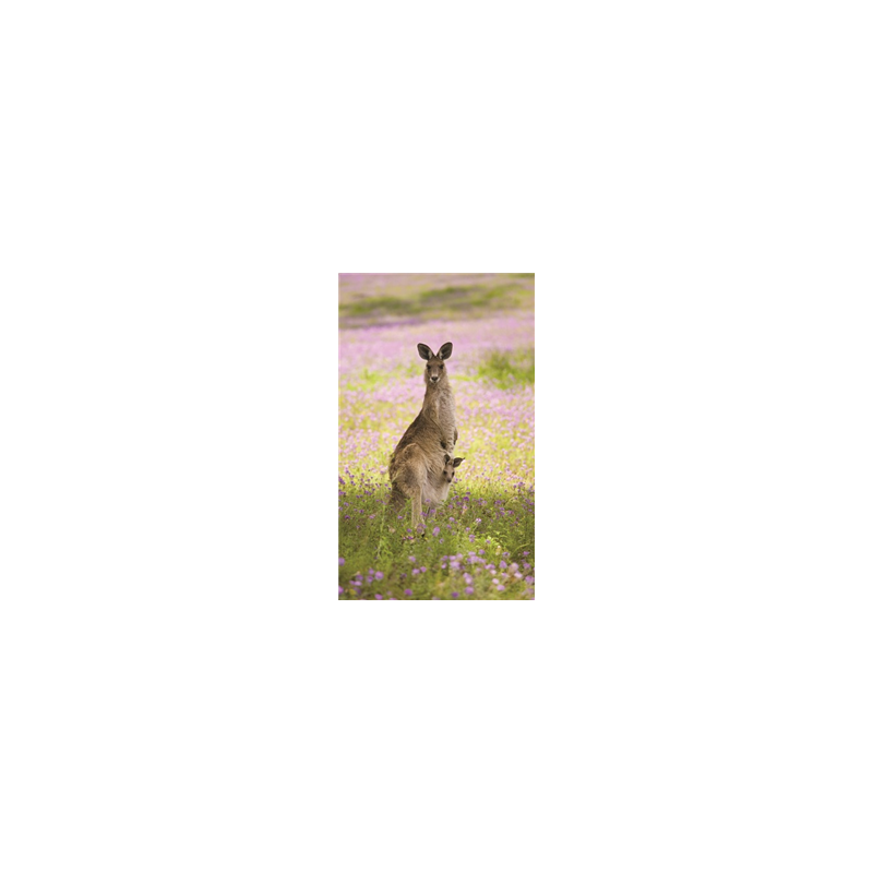 Kakemono Australie Kangourou - 180 x 80 cm - Toile M1 avec structure X- Banner