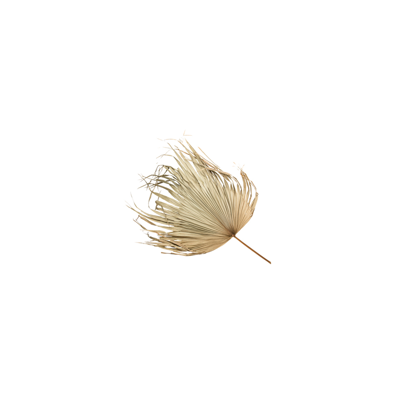 Feuille de palmier naturelle 97 x 70 cm