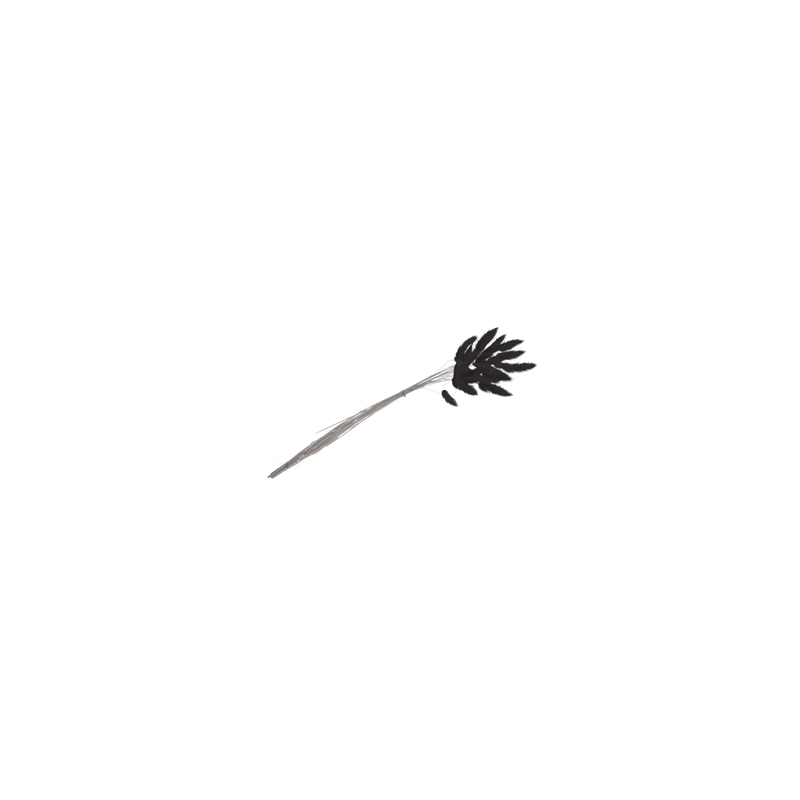 Bouquet de 25 tiges de Lagurus noir - Haut. 50cm