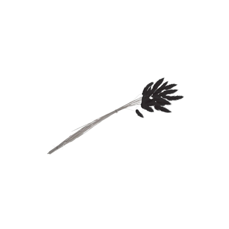 Bouquet de 25 tiges de Lagurus noir - Haut. 50cm