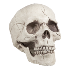 Tête de mort - 16 x 14 x 21cm