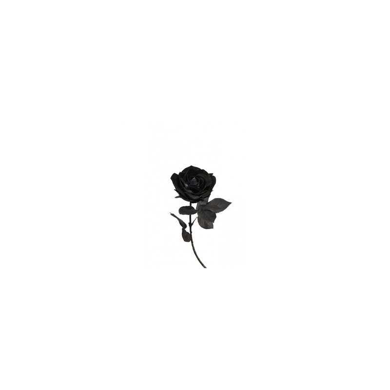 Rose noire - Haut. 66cm