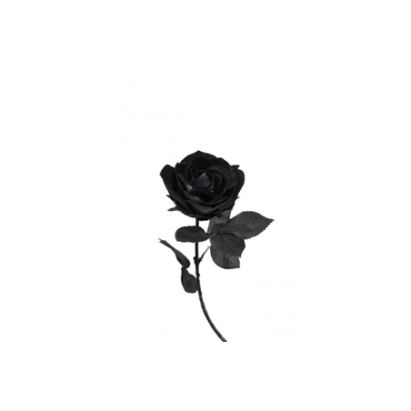 Rose noire - Haut. 66cm