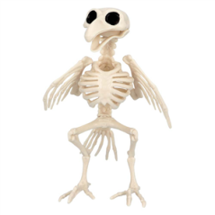 Squelette d'oiseau - Haut. 20cm