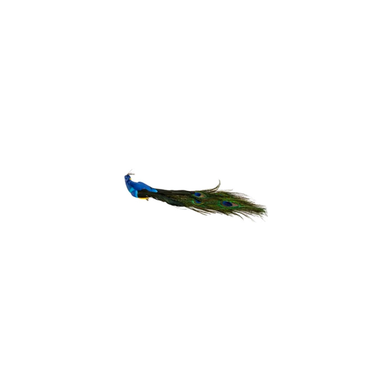 Paon bleu roi 34 x 9 x7 cm / plumes