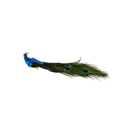 Paon bleu roi 34 x 9 x7 cm / plumes
