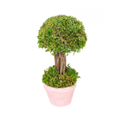 Arbuste vert en pot - Diam. 12 x 21.5cm