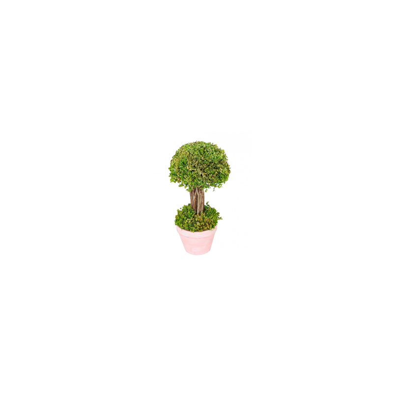 Arbuste vert en pot - Diam. 12 x 21.5cm