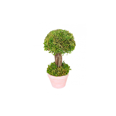Arbuste vert en pot - Diam. 12 x 21.5cm