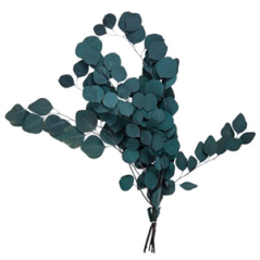 Bouquet d'Eucalyptus vert foncé stabilisé - Haut. 50 à 75cm