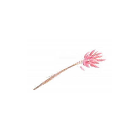 Bouquet de 25 tiges Lagurus rose - Haut. 50cm