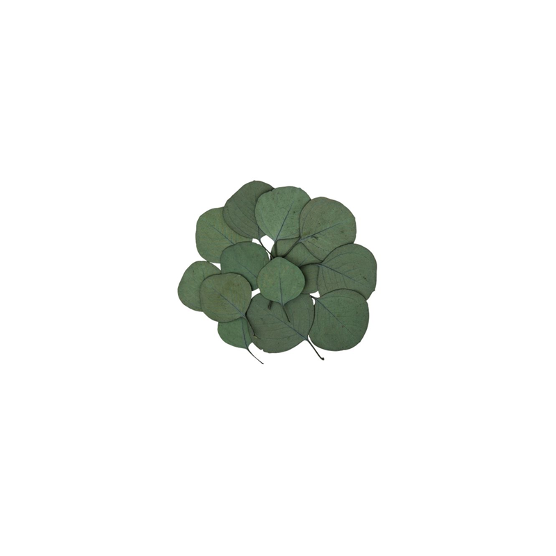 Lot de 15 feuilles de véritables feuilles d'eucalyptus stabilisées 6 x 5 cm