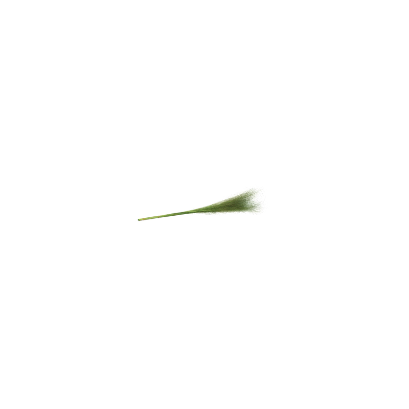 Bouquet de 50 Muehlenbeckia vert - Haut. 85cm