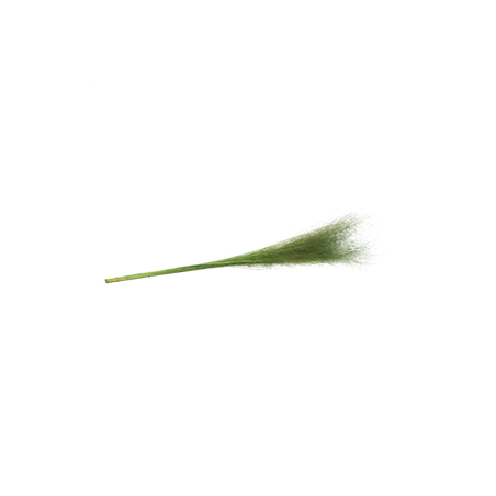 Bouquet de 50 Muehlenbeckia vert - Haut. 85cm