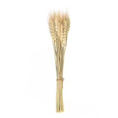 Bouquet de 24 épis de blé - Haut. 35cm