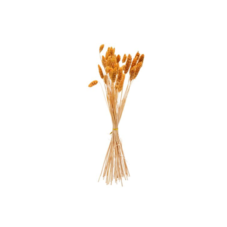 Bouquet de 50 Phalaris moutarde - Haut. 60cm