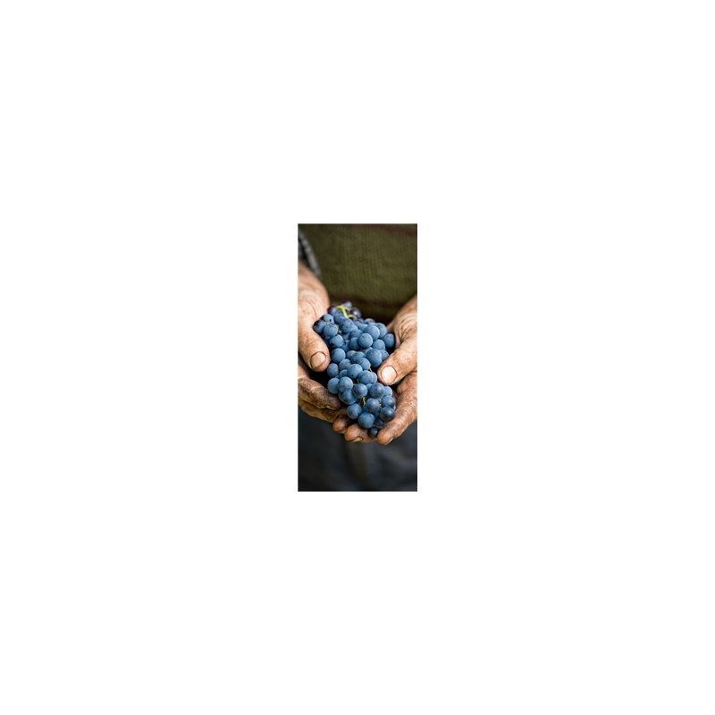 Kakemono Raisins - 180 x 80 cm - Toile M1 avec structure  X- Banner