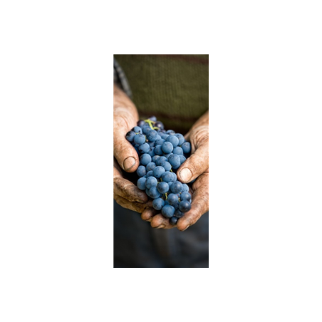 Kakemono Raisins - 180 x 80 cm - Toile M1 avec structure  X- Banner