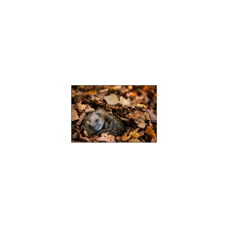 Visuel imprimé Marron Hérisson - 40 x 30cm sur support bristol 350 gr
