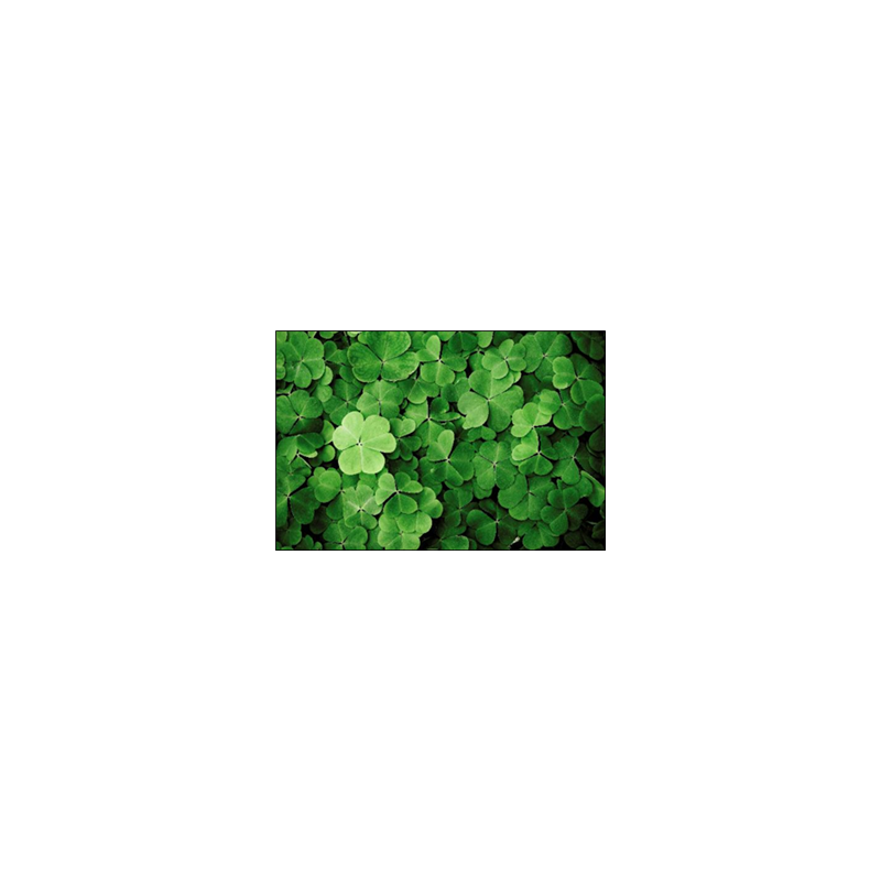 Visuel imprimé St Patrick Trèfles - 40 x 30cm sur support bristol 350 gr