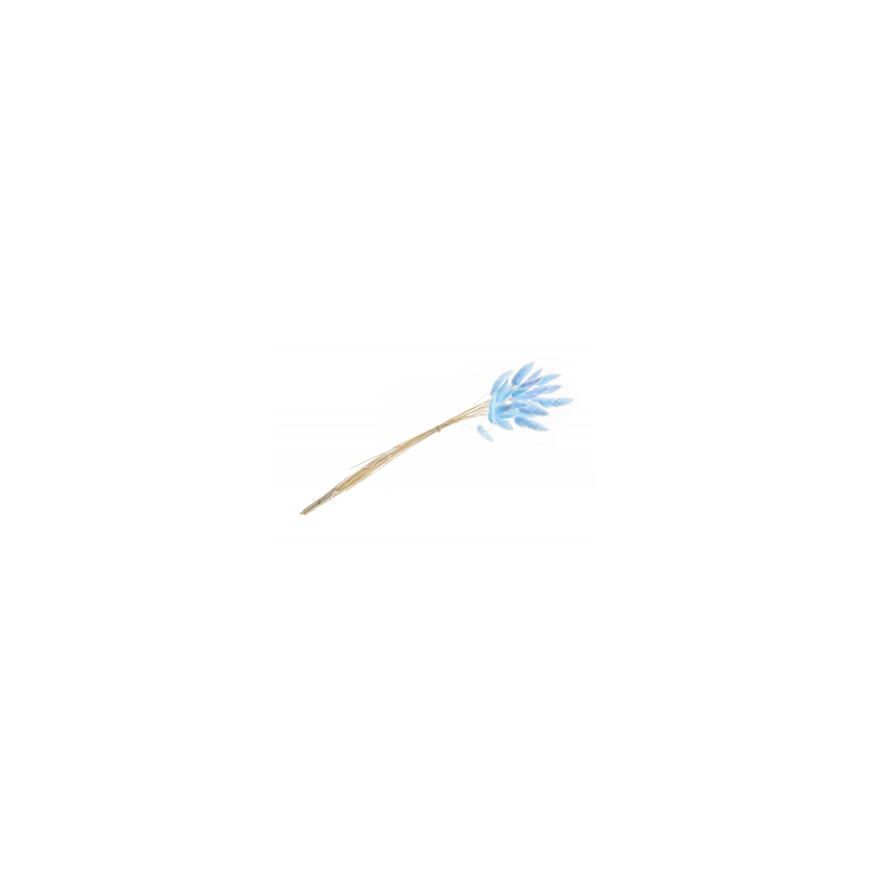 Bouquet de 25 tiges Lagurus bleu - Haut. 50cm