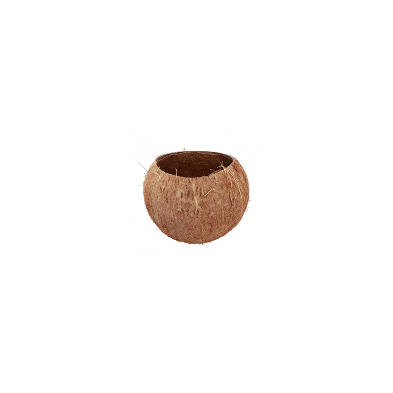Noix de Coco naturelle 13 x 10cm