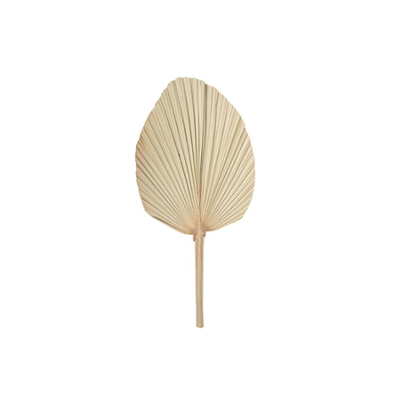 Feuille de palmier séchée naturelle éventail 70 x 33cm Feuille de palmier séchée naturelle éventail 70 x 33cm