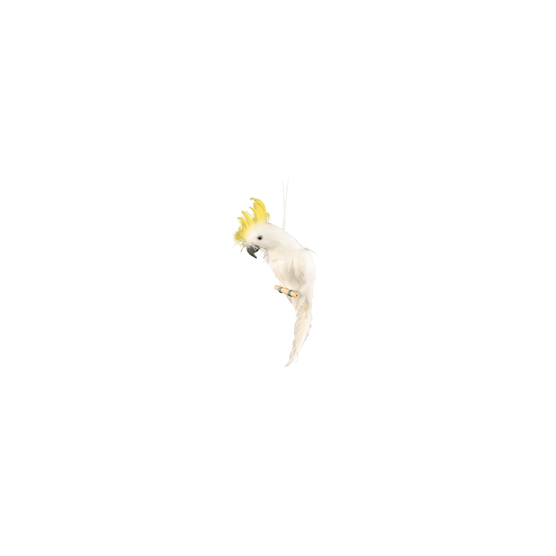 Perroquet blanc crête jaune 11 x 45cm