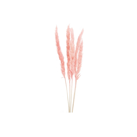 Bouquet de 5 tiges d'herbes de pampa rose - Haut. 60cm