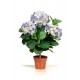 Hortensia bleu en pot Haut 50 cm