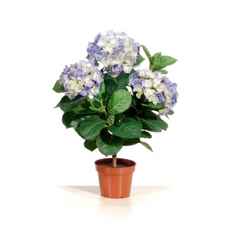 Hortensia bleu en pot Haut 50 cm