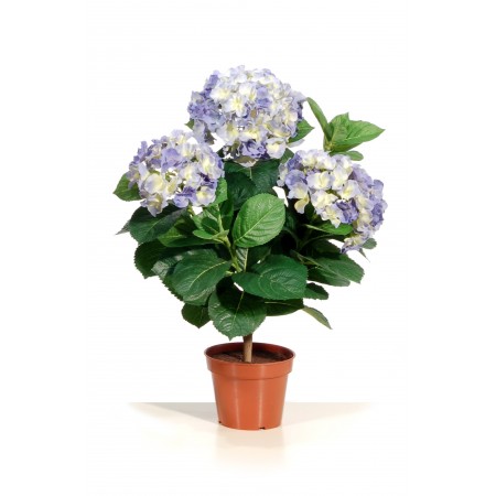 Hortensia bleu en pot métal Haut 50 cm