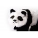 Panda - poils - 40 x 23cm