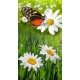 Kakemono marguerite été - 180 x 80 cm - Toile M1 avec structure  X- Banner