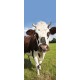Kakemono normandie vache - 180 x 80 cm - Toile M1 avec structure  X- Banner
