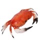 Crabe 3D - pvc -32 x 22 cm